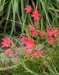 Image result for Hesperantha
