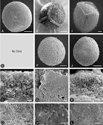 Image result for Selaginella imbricata