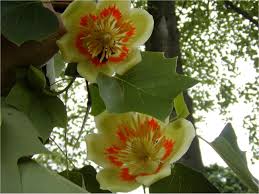 Yields colorful seeds held upright in the. Tulip Poplar Tree In Bloom Tulip Poplar Trees Tulip Poplar Tree Tulip Poplars