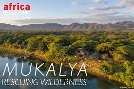 Image result for Triplochiton zambesiacus