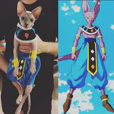 Already we have more than 100k registered pets lovers. Cosplay Kitty Beerus Dbz