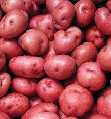 I have just finished digging my two rows of red norland potatoes. Potato Red Norland Degroot