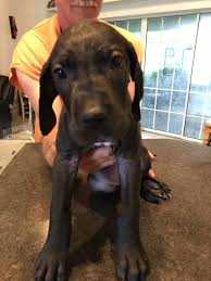 See more of great dane puppies on facebook. Great Dane For Sale In Florida Arcadia 56712 Petzdaddy