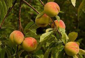 Pollination is the transfer of pollen from the male part of the flower to the female part of the flower. Self Pollinating Fruit Trees Fruit Trees Peach Trees Peach Fruit