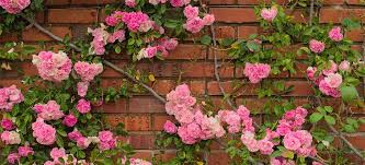 My daughter has just cut her first bloom and inside the house, the fragrance is divine. How To Prune Climbing Roses