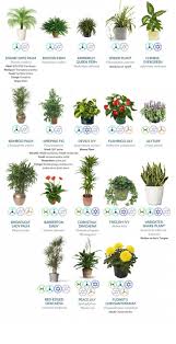 We Spend So Much Time Worrying About The Pollution Outside Our House That Sometimes We Forget That The Indoor Air Purifying Plants Air Purifying Plants Plants
