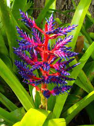 Pin On Erotic Exotic Plants