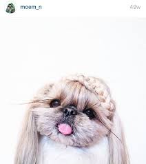 Ini foto tentang lucu, menggemaskan, mobilechallenge. Pin Oleh Victtoria Botta Di Animais Hewan Lucu Imut Hewan