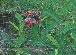 Image result for Abrus fruticulosus