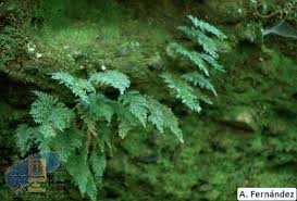 Image result for Vandenboschia gigantea