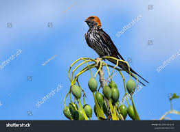 Image result for Digitaria abyssinica