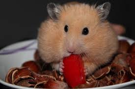 Reptiles are lower maintenance but they're not caring necessarily and tend to have strict husbandry and high start up costs. Hamsters As Pets The Pros And Cons