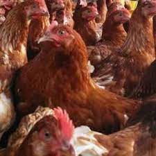 Analisa usaha ayam petelur seiring berjalan waktu harga telur ayam negeri mengalami kenaikan. Ayam Merah Ayam Petelur Afkir Ayam Afkir Ayam Telur Afkir Shopee Indonesia