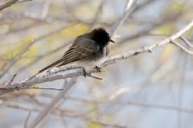 Black Phoebe Gilbert Water Ranch 1 11 20 1 100PI