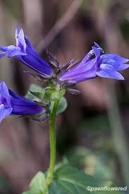 Image result for Lobelia minutula