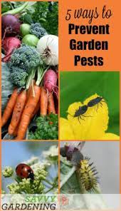 If caterpillars are numerous and your plants are suffering, you may have to use vegetable garden pest control products to control them. Preventing Pests In Your Garden 5 Strategies For Success