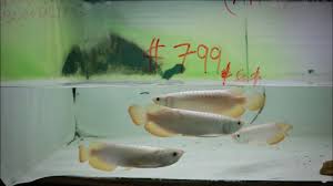 Asian Arowana Fish Store And Farm Tour In Singapore Youtube