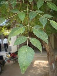 Image result for bodock tree picture