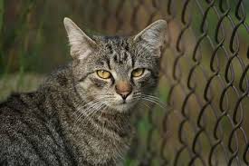 Comment Eloigner Les Chats De Votre Potager Comment Eloigner Les Chats Eloigner Les Chats Et Chat