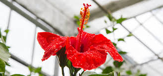 Ada yang belum kenal dengan bunga ini? Bunga Sepatu Morfologi Ciri Struktur Bagian Warna Dan Manfaat Three Bouquets