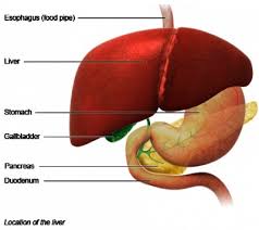The excess sits in the hepatic and cystic ducts, which are connected to the gallbladder. The Liver And Its Functions Center For Liver Disease Transplantation Columbia University Department Of Surgery