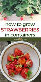 That way the roots have a chance to establish themselves before the plant goes dormant for the winter. Strawberries In Containers