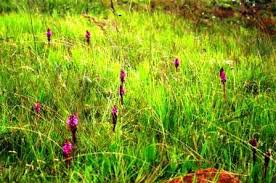 Image result for Hippocratea crenata