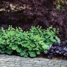 Image result for Alchemilla johnstonii