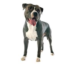 Gradina » alte materiale pentru gradina. Cane American Staffordshire Terrier Caratteristiche E Foto