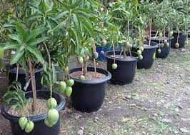 Cara cantas pokok untuk besarkan buah. Cara Tanam Pokok Mangga Dalam Pasu Petua Lebatkan Buahnya Vanilla Kismis