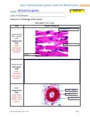 The most important types, arteries and veins, carry all blood vessels have the same basic structure. Bio202 Week2 Cardiovascular System Labreport 1 1 Pdf Lab 2 Cardiovascular System Heart And Blood Vessels Save As Tana Name Ryland Gabby Sami Group Course Hero