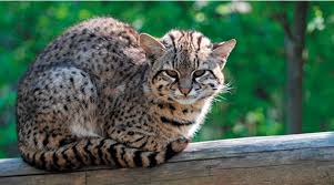 Felinos Silvestres Chilenos Nuestros Gatos Silvestres Supermascotas