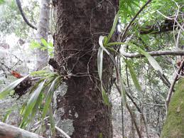 Image result for Ancistrorhynchus ovatus