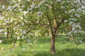 Maybe you would like to learn more about one of these? A Guide To Flowering Trees Country Life