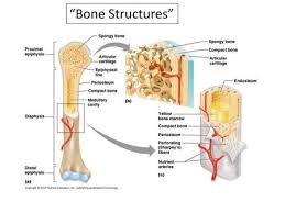 Cross section of a femur bone showing the anatomical structure including cancellous bone and marrow. The Structure Of A Long Bone Humerus Ppt Video Online Download