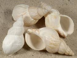 Image result for Pycreus muricatus