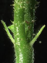 Image result for Hibiscus diversifolius