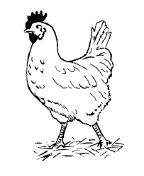 This printable chicken coloring pages will make your globe more vivid. Chicken Coloring Sheet Coloring Home