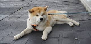 Akita Cinsi Kopek Bakimi Ve Ozellikleri