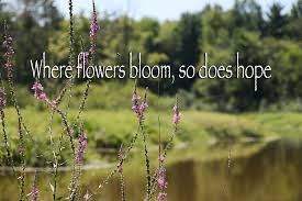 Where flowers bloom so does hope. Where Flowers Bloom So Does Hope Photograph By Laura Thorne