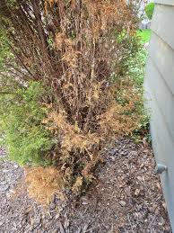 Image result for thuja drying out dead dried symptoms)