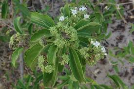 Image result for Volkameria glabra