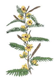 Image result for Chamaecrista wittei