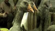 Ces volailles sont donc contraintes de mettre dans l'estomac des aliments de grandes quantités durant 14 ou 21 jours. Gavage Des Oies Et Des Canards Wikipedia