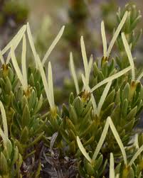 Image result for Crotalaria preladoi
