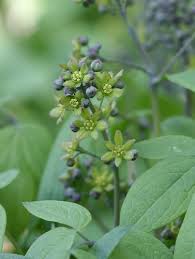 Image result for Blue Cohosh