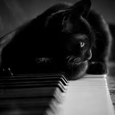 260 Animals I Love Ideas Animals Cute Animals Animals Beautiful