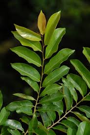 Image result for Homalium