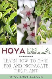 Hoya Bella Easy Care And Propagation Guide Sprouts And Stems In 2021 Propagating Plants Trellis Plants Hoya Plants