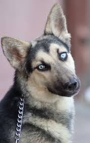 Blend pooches may have blue eyes and yellow eyes dark german shepherd. Westside German Shepherd Rescue Of Los Angeles